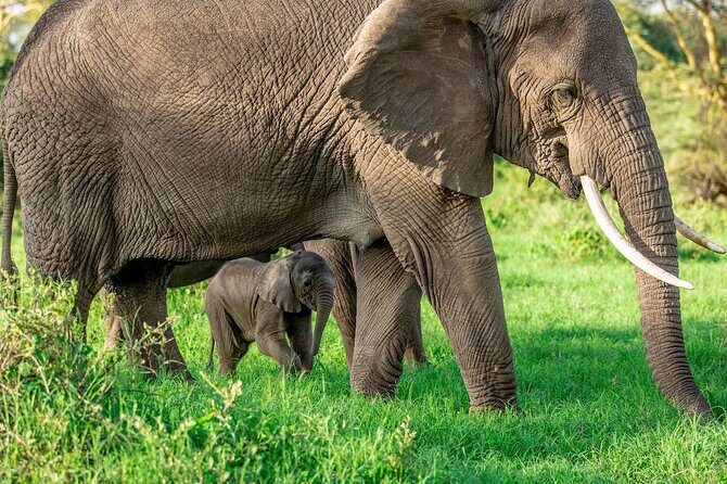 Elephant Safari Tanzania 4 Days **Sustainable Approach to Travel - Who is This Safari Best Suited For?