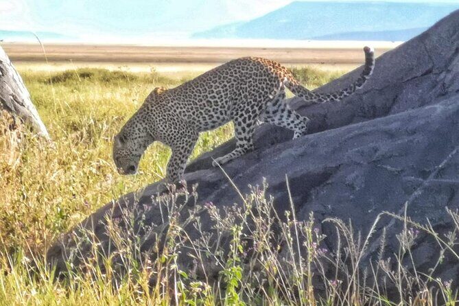 Elephant Safari Tanzania 4 Days **Sustainable Approach to Travel - Final Thoughts