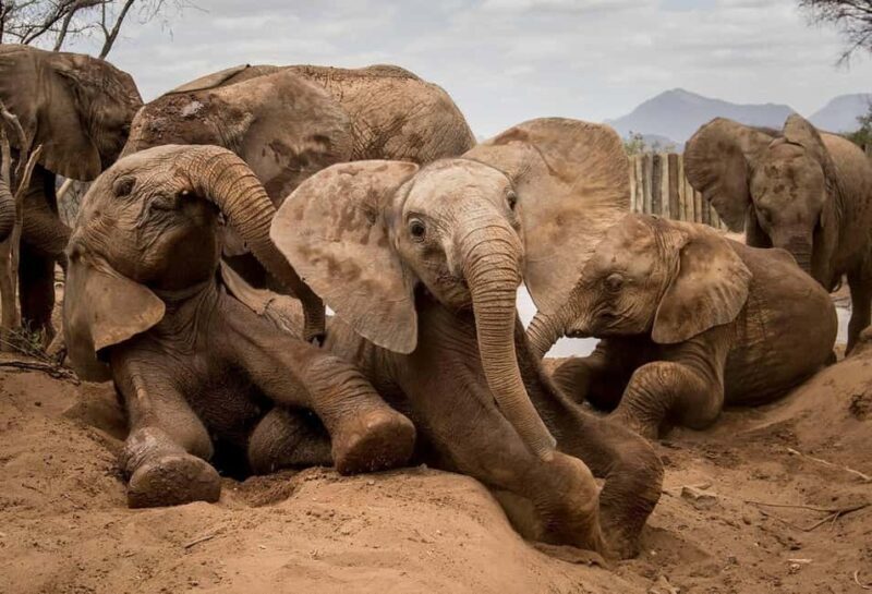 Elephant Sanctuary and Giraffe center - Things To Consider