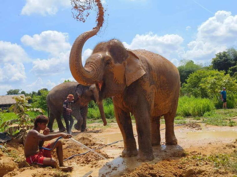 elephant-sanctuary-cambodia-pickup-and-drop-off-included