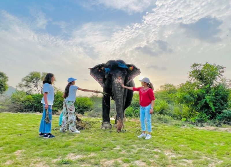Elephant Sanctuary for Best elephant experience in Jaipur - Introduction: Authentic, Compassionate, and Fun — The Elephant Sanctuary in Jaipur