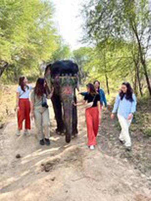 Elephant Sanctuary for Best elephant experience in Jaipur - The Experience in Detail: What Sets It Apart