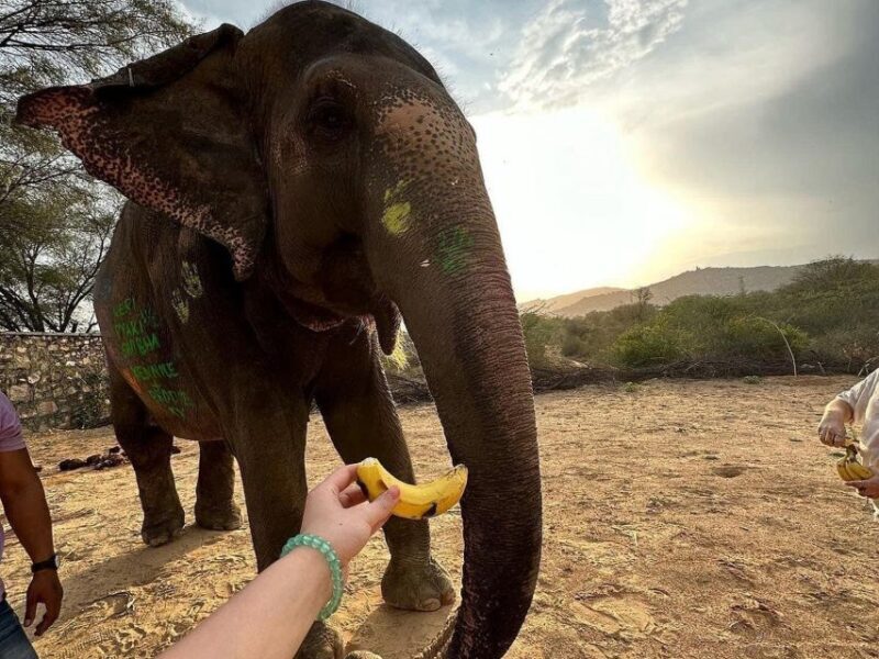 Elephant Sanctuary for Best elephant experience in Jaipur - FAQ