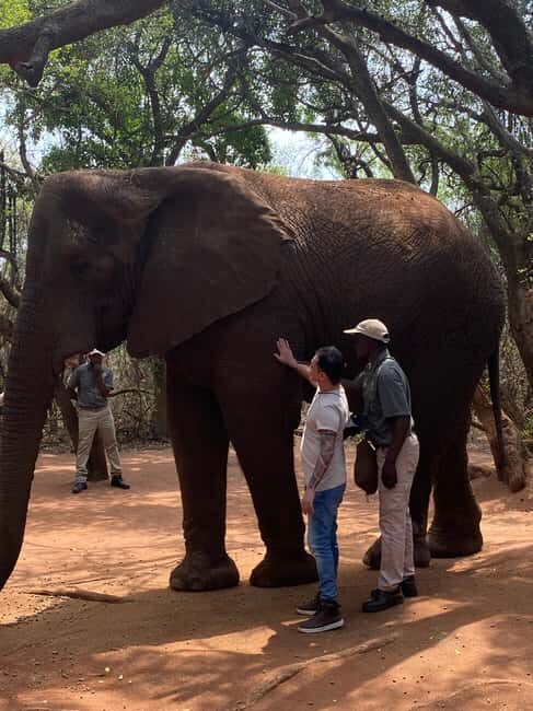 Elephant Sanctuary & Monkey Sanctuary & Lions park safari - Key Points