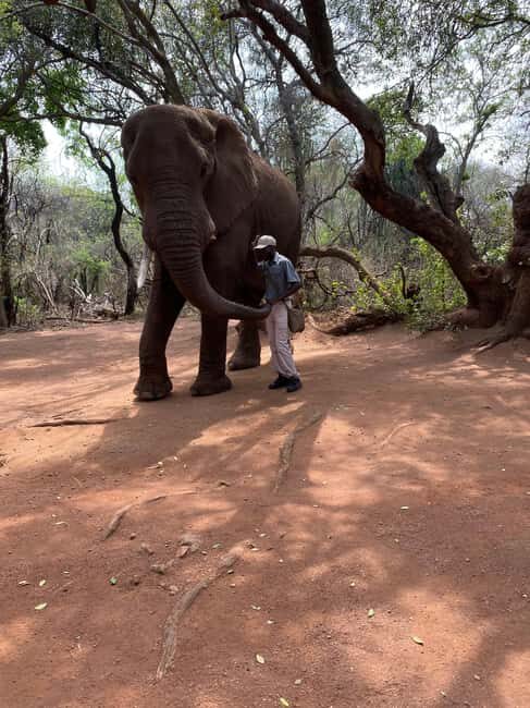 Elephant Sanctuary & Monkey Sanctuary & Lions park safari - Who Will Love This Tour?