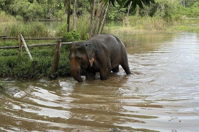 Elephant Sanctuary Small Group Tour in Phuket - Frequently Asked Questions