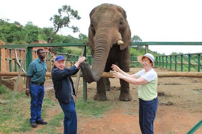 Elephant Sanctuary Tour From Johannesburg - Quick overview