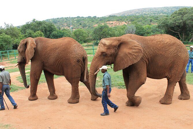 Elephant Sanctuary Tour From Johannesburg - What to Expect from the Elephant Sanctuary Tour