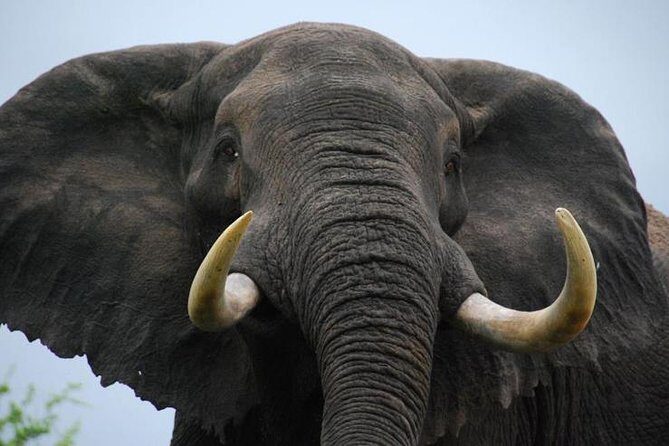 Elephant Sanctuary Tour from Johannesburg - Key Points