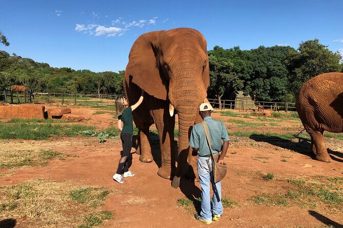 Elephant Sanctuary Tour from Johannesburg - The Itinerary: What to Expect on Your Day Out