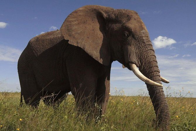 Elephant Sanctuary Tour from Johannesburg - Who Will Enjoy This Tour?
