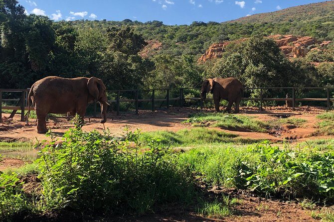 Elephant Sanctuary Tour from Johannesburg - The Sum Up: Is This Tour Worth It?