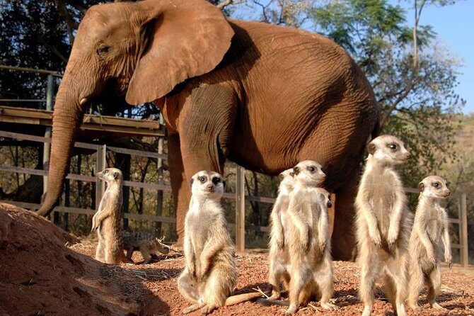 Elephant Sanctuary Tour from Johannesburg or Pretoria - Key Points