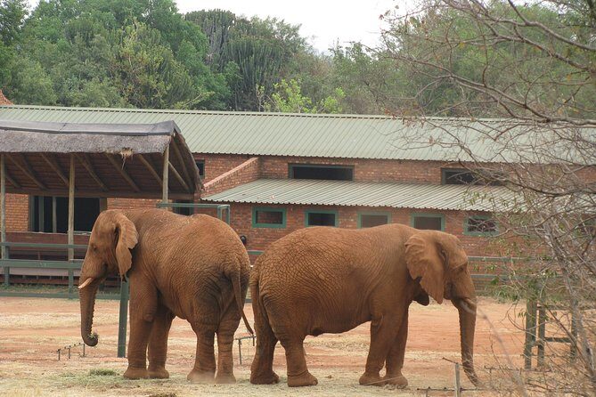Elephant Sanctuary Tour from Johannesburg or Pretoria - Authentic Encounters and the Human Touch