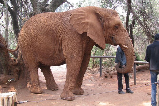 Elephant Sanctuary Tour from Johannesburg or Pretoria - Practical Details: Timing, Booking, and Accessibility