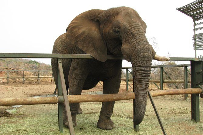 Elephant Sanctuary Tour from Johannesburg or Pretoria - The Sum Up