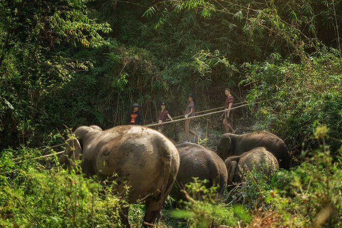 Elephant Sanctuary with Thai Cooking Experience in Chiang Mai - FAQ