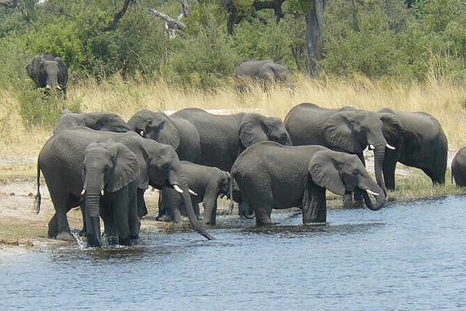 Elephant Trail Moremi Day Tour - Key Points  