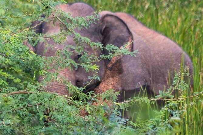 Elephant Transit Home Udawalawe with Jeep safari from Colombo - Practical Details & Tips
