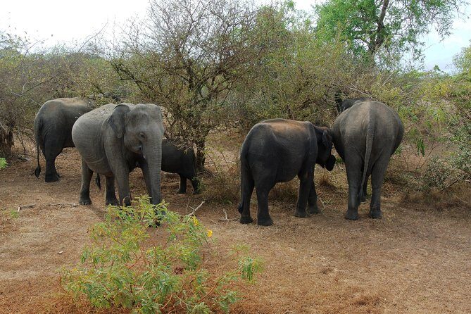 Elephant Transit Home Udawalawe with Jeep safari from Colombo - Who Should Consider This Tour?