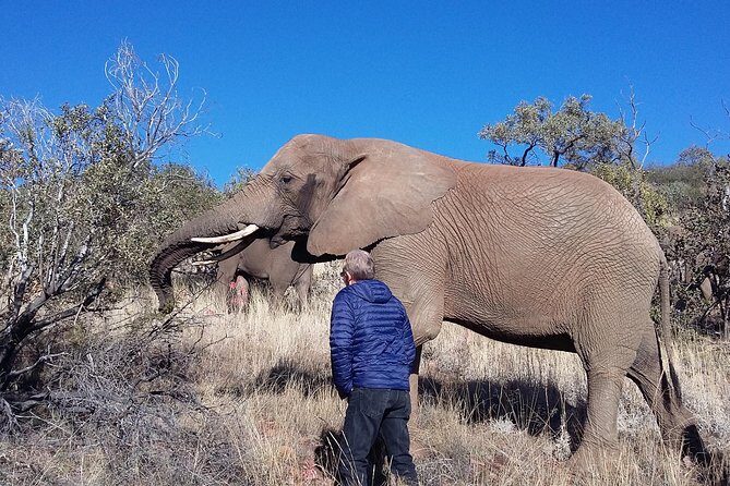 Elephant Walk Guided Half Day Tour from Johannesburg - Key Points