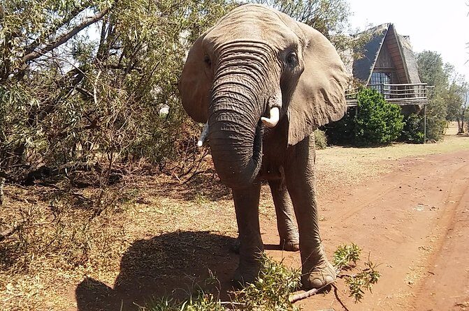 Elephant Walk Guided Half Day Tour from Johannesburg - What’s Included and What’s Not