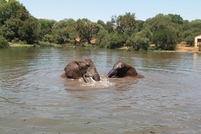 Elephant Walk Guided Half Day Tour from Johannesburg - Why This Tour Works for You