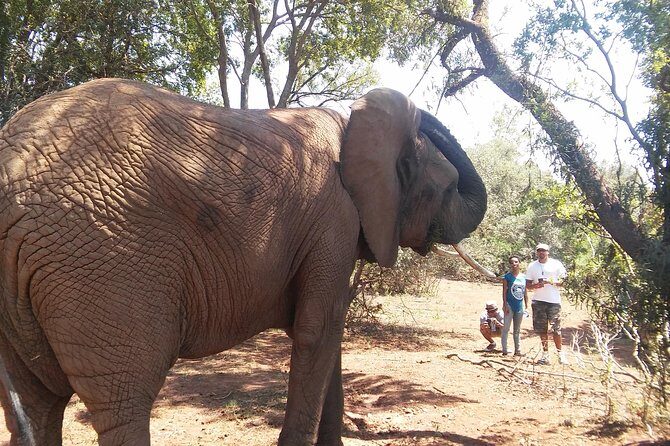 Elephant Walk Guided Half Day Tour from Johannesburg - Things to Keep in Mind