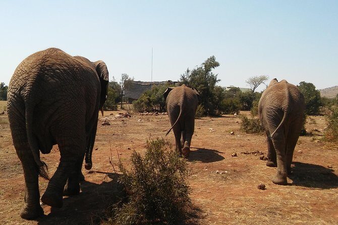 Elephant Walk Guided Half Day Tour from Johannesburg - FAQs
