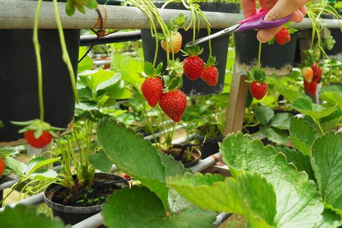 Elevate Your Senses: A Day of Wonders in Cameron Highlands! - Blooming Beauty at Cameron Orchid and Rose Garden