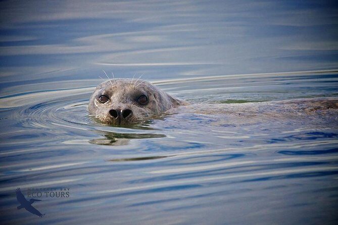 Elkhorn Slough Wildlife Tour - What Makes the Elkhorn Slough Wildlife Tour Special?