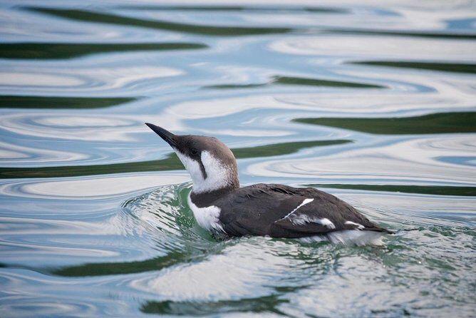 Elkhorn Slough Wildlife Tour - Why This Tour Is Worth Considering