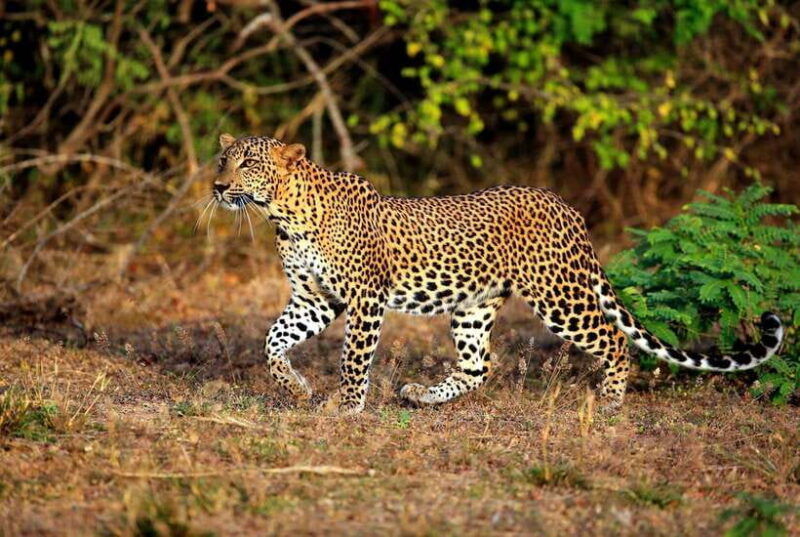 ella-all-inclusive-yala-half-day-leopard-safari-exclusive