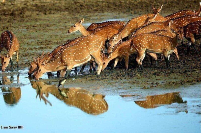 ella-all-inclusive-yala-half-day-leopard-safari-exclusive