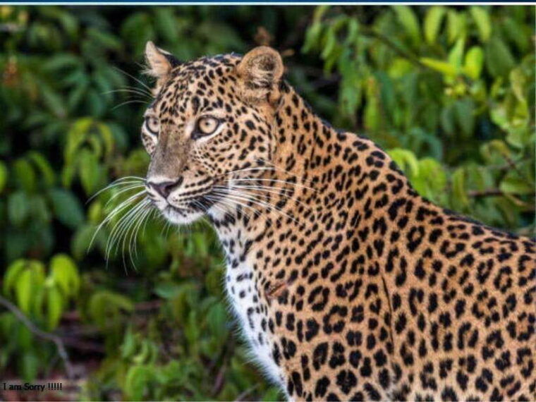 ella-all-inclusive-yala-half-day-leopard-safari-exclusive