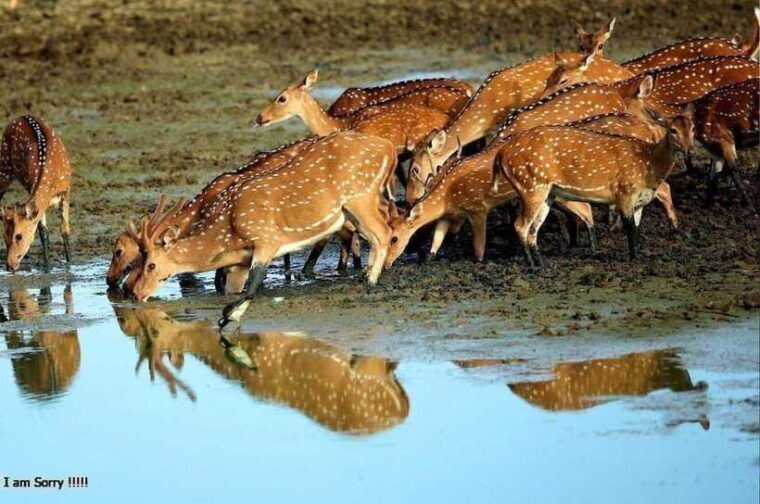 ella-all-inclusive-yala-half-day-leopard-safari-exclusive