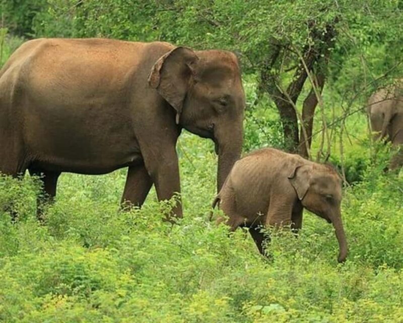 Ella, Bandarawela or Haputale to Udawalawe Safari With Jeep - Key Points