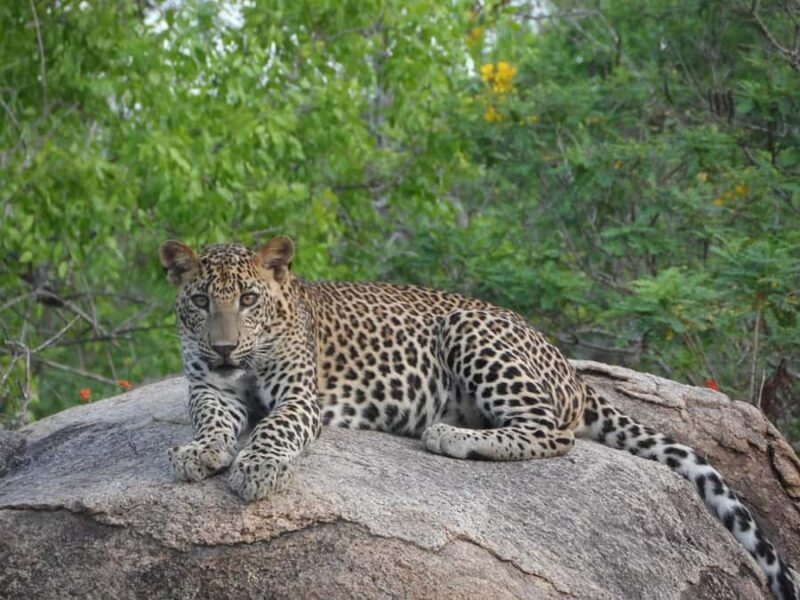 Ella, Bandarawela, or Haputale to Yala National Park Safari - Who This Tour Is Best For