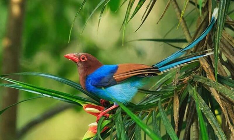 Ella, Bandarawela, or Haputale to Yala National Park Safari - FAQ