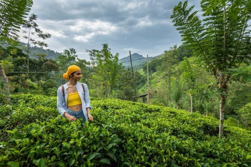 Ella Craft Safari by Jeep: Treacle, Tea, Pottery & Handloom - A Deep Dive into the Tour Experience