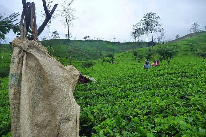 Ella Day Tour from Galle Mirissa Unawatuna - Who Is This Tour Best For?