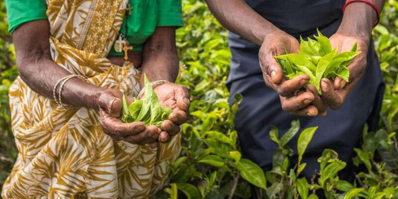 ella-day-tour-with-tea-factory-visit-from-colombo-negombo