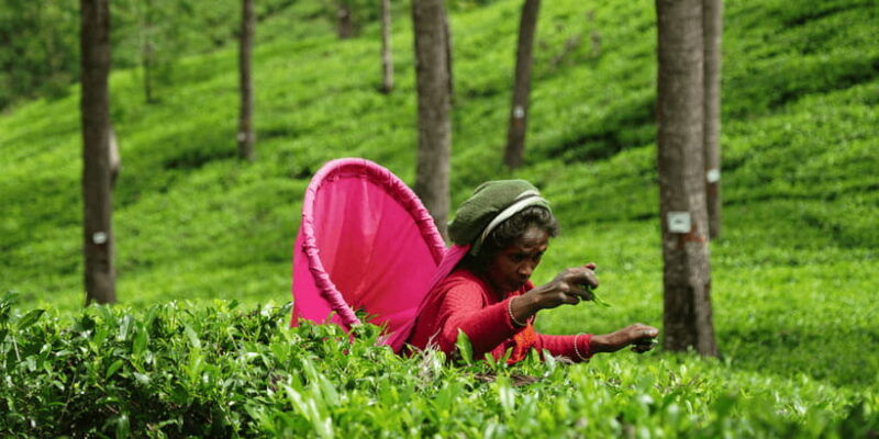 ella-day-tour-with-tea-factory-visit-from-colombo-negombo
