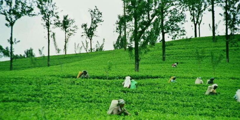 ella-day-tour-with-tea-factory-visit-from-colombo-negombo