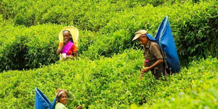 ella-day-tour-with-tea-factory-visit-from-colombo-negombo