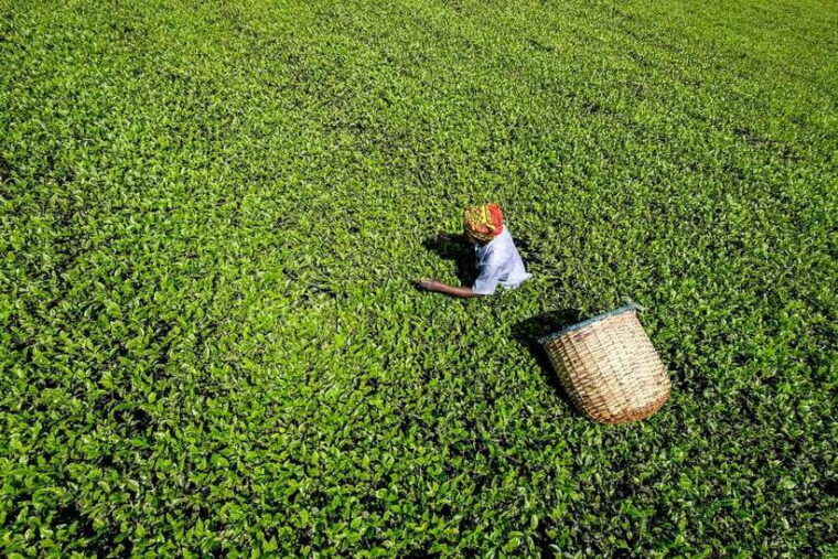 ella-day-tour-with-tea-factory-visit-from-colombo