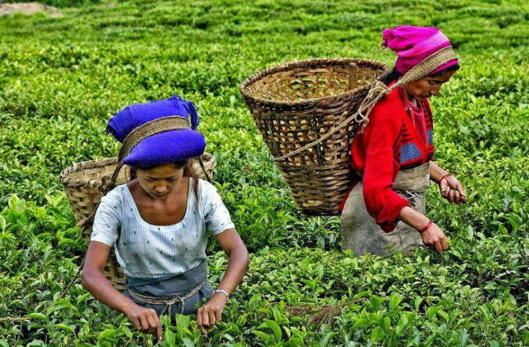 ella-day-tour-with-tea-factory-visit-from-galle