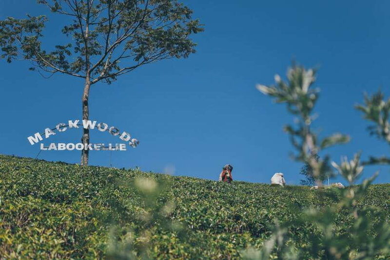 ella-day-trip-with-little-adams-peak-hike-from-colombo