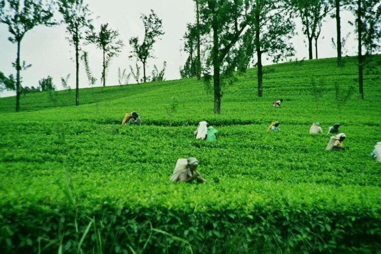 ella-day-trip-with-little-adams-peak-hike-from-colombo