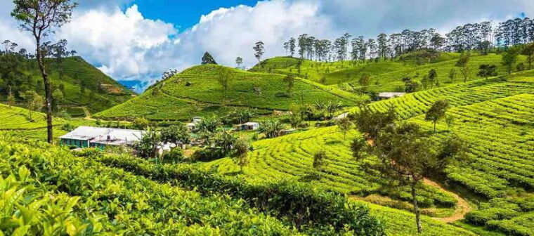 ella-day-trip-with-little-adams-peak-hike-from-colombo
